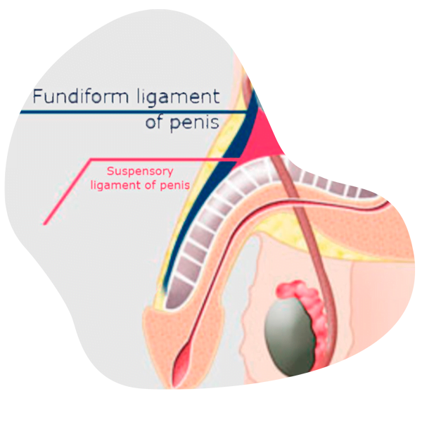 ligamentos 5 1 Penis enlargement