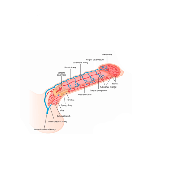 eyacula Premature ejaculation